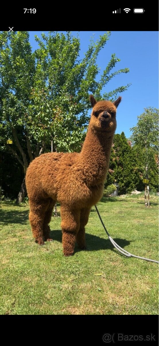 Alpaka