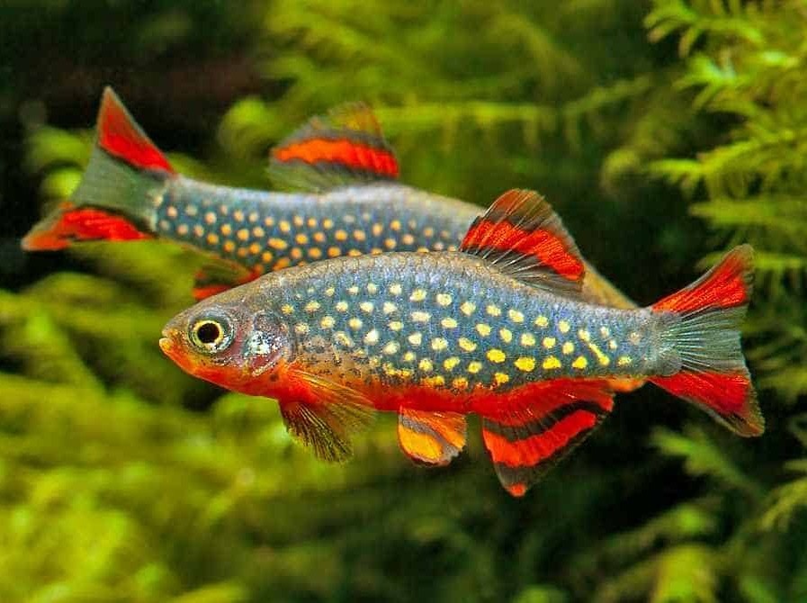Razbora galaxy - Danio margaritatus
