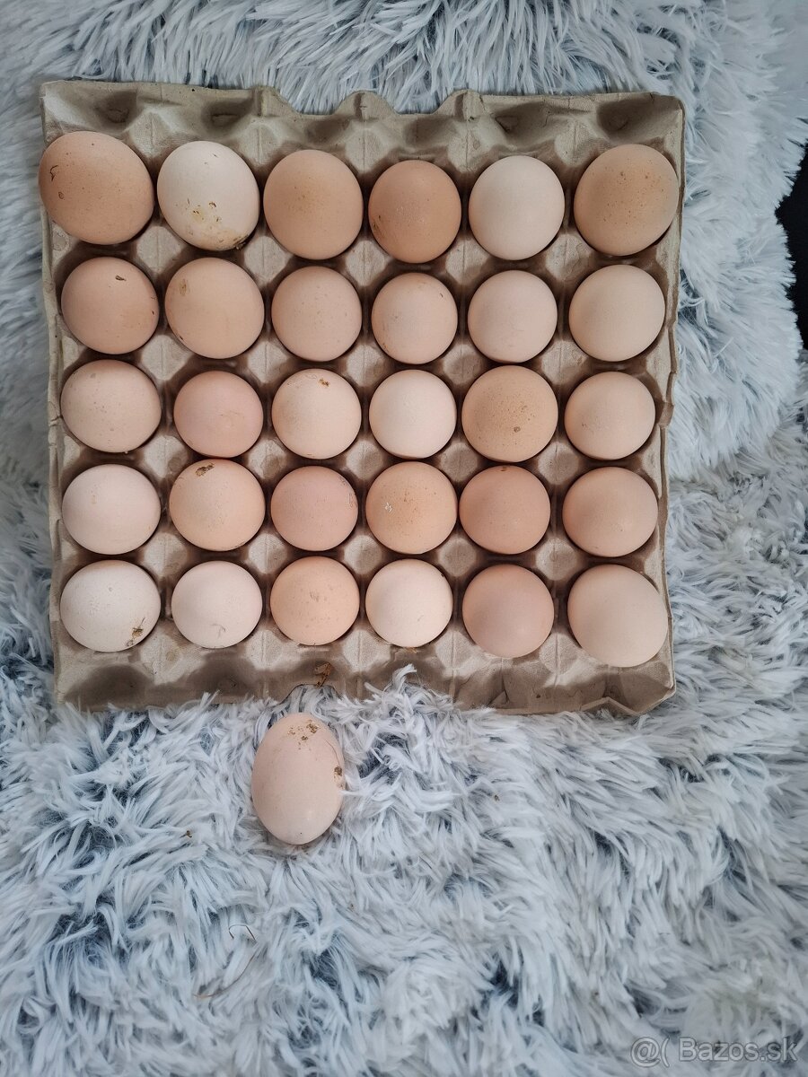 Australorpka cierna