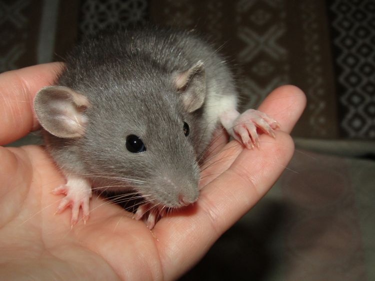 Dumbo, rex - mláďata potkánků s výpisem předků