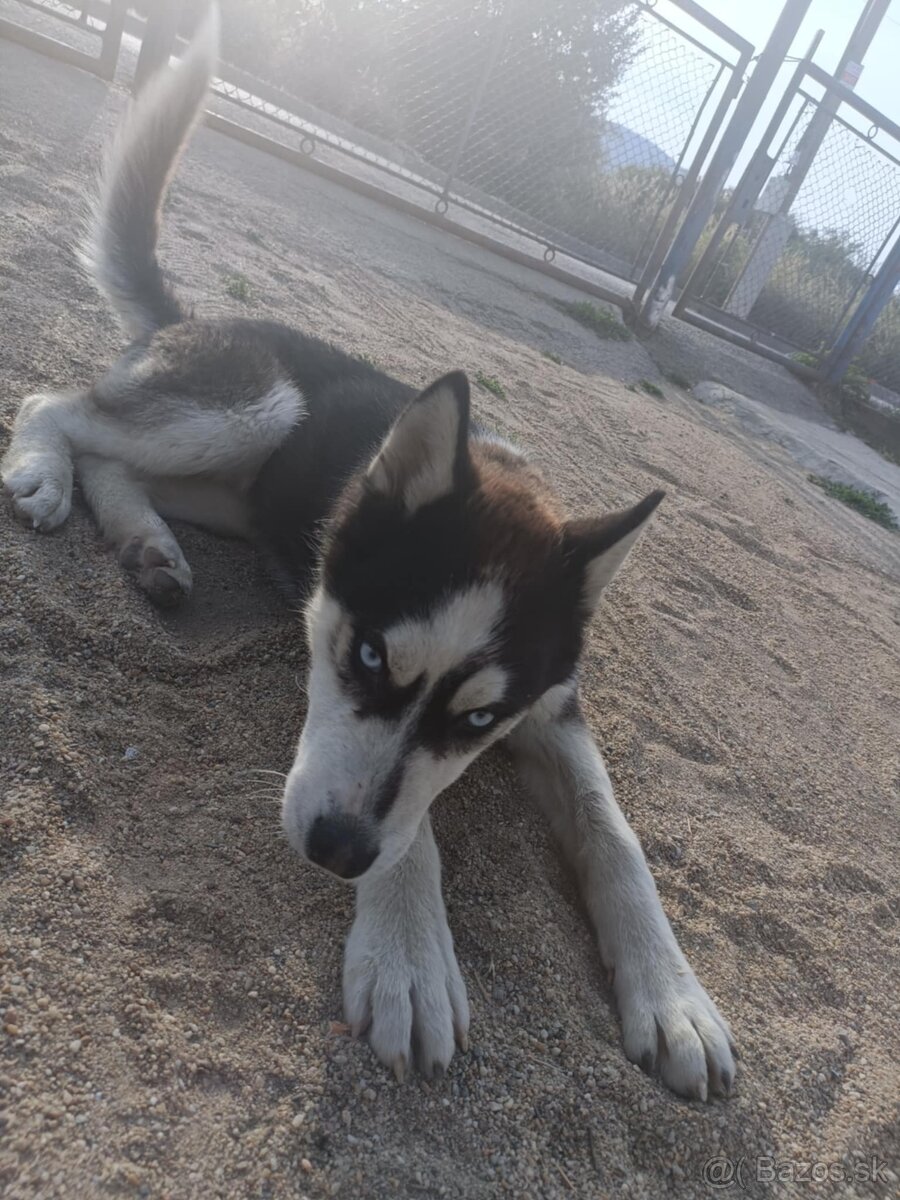 Sibírsky husky