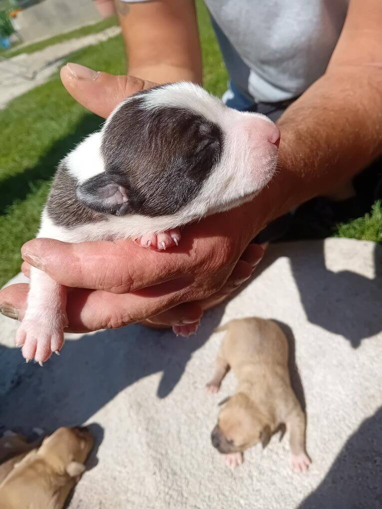 American Staffordshire terrier