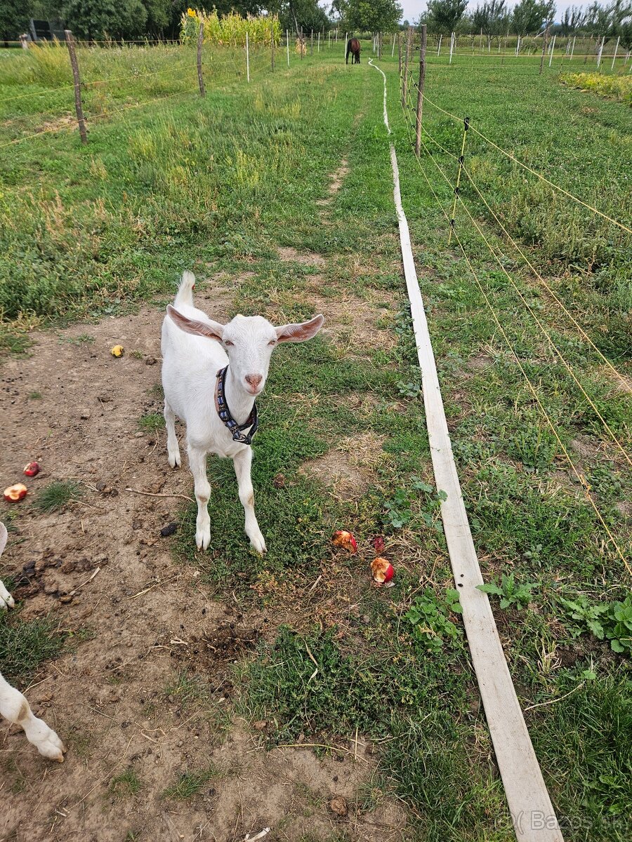 Predam bielu kozicku mladu