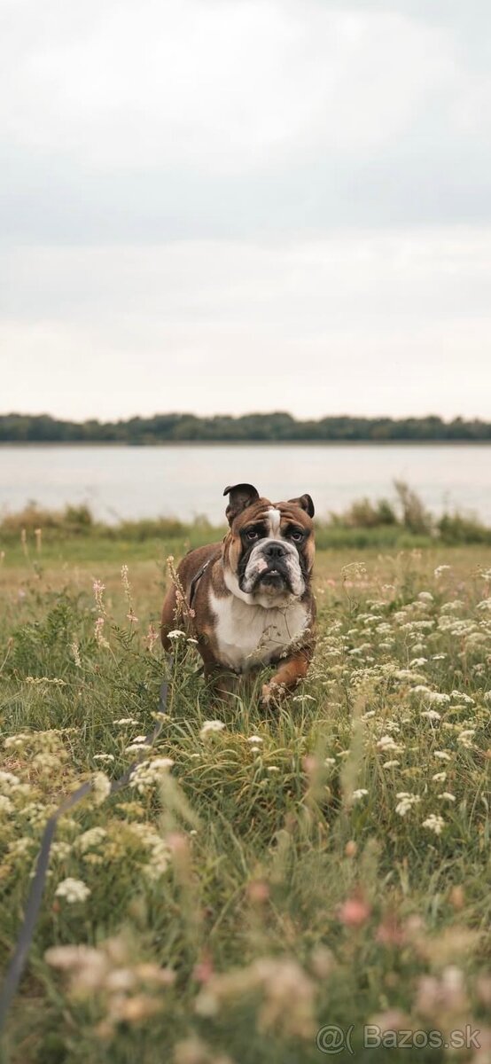 Anglicky buldog