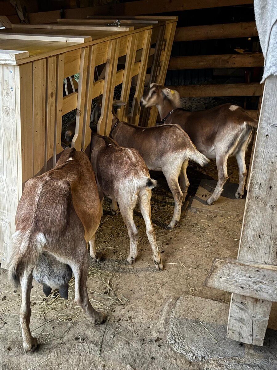 Krmelec,zásobník na seno pre kozy a ovce