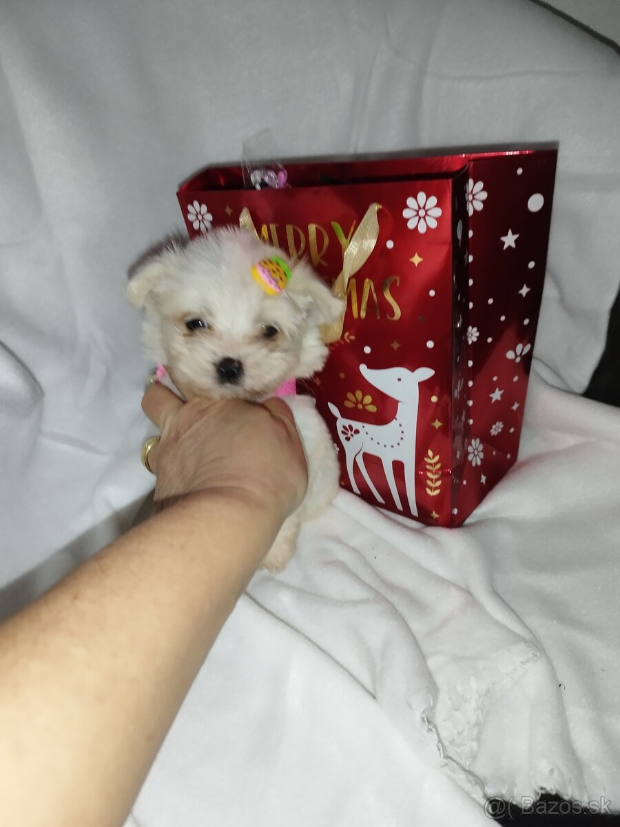 Mini maltezak šteniatka