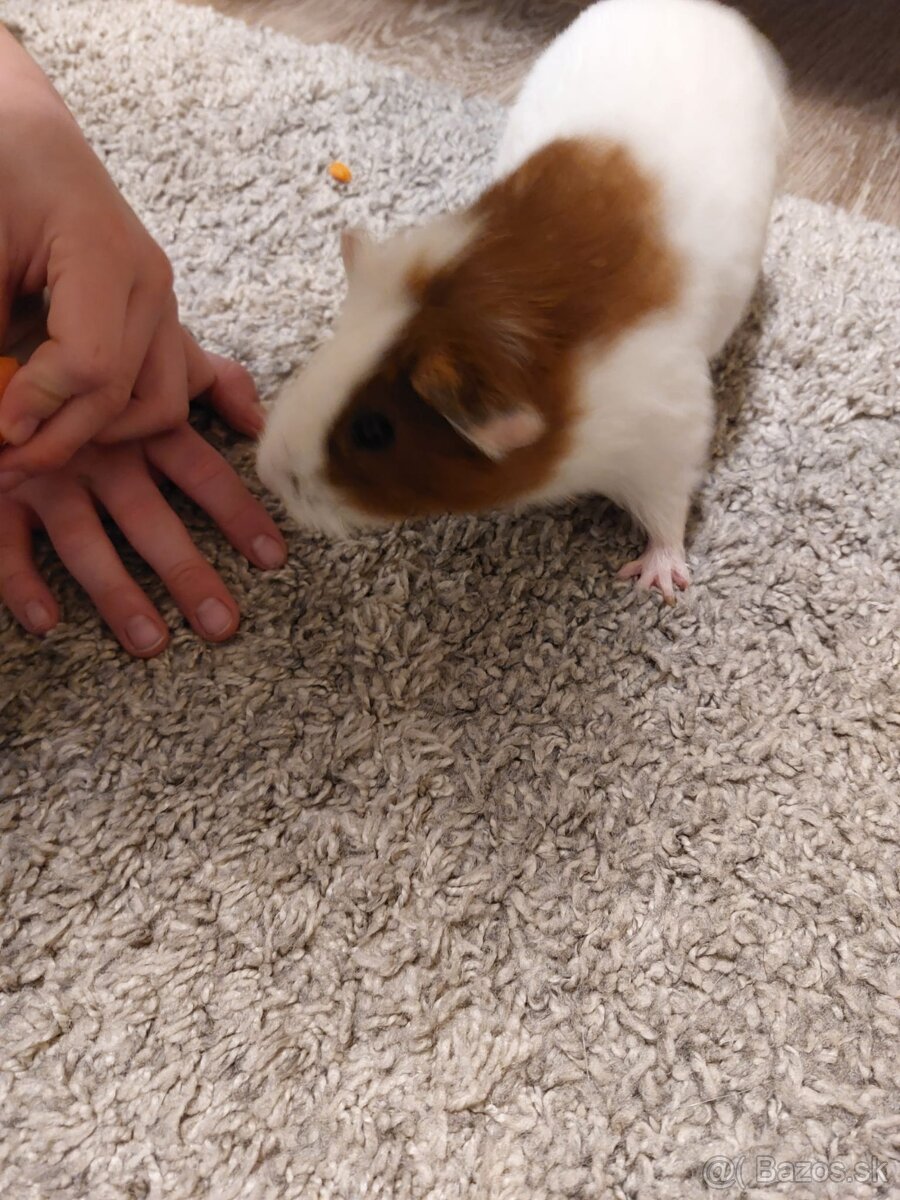 Predám 2 samičky morčiat + novú klietku