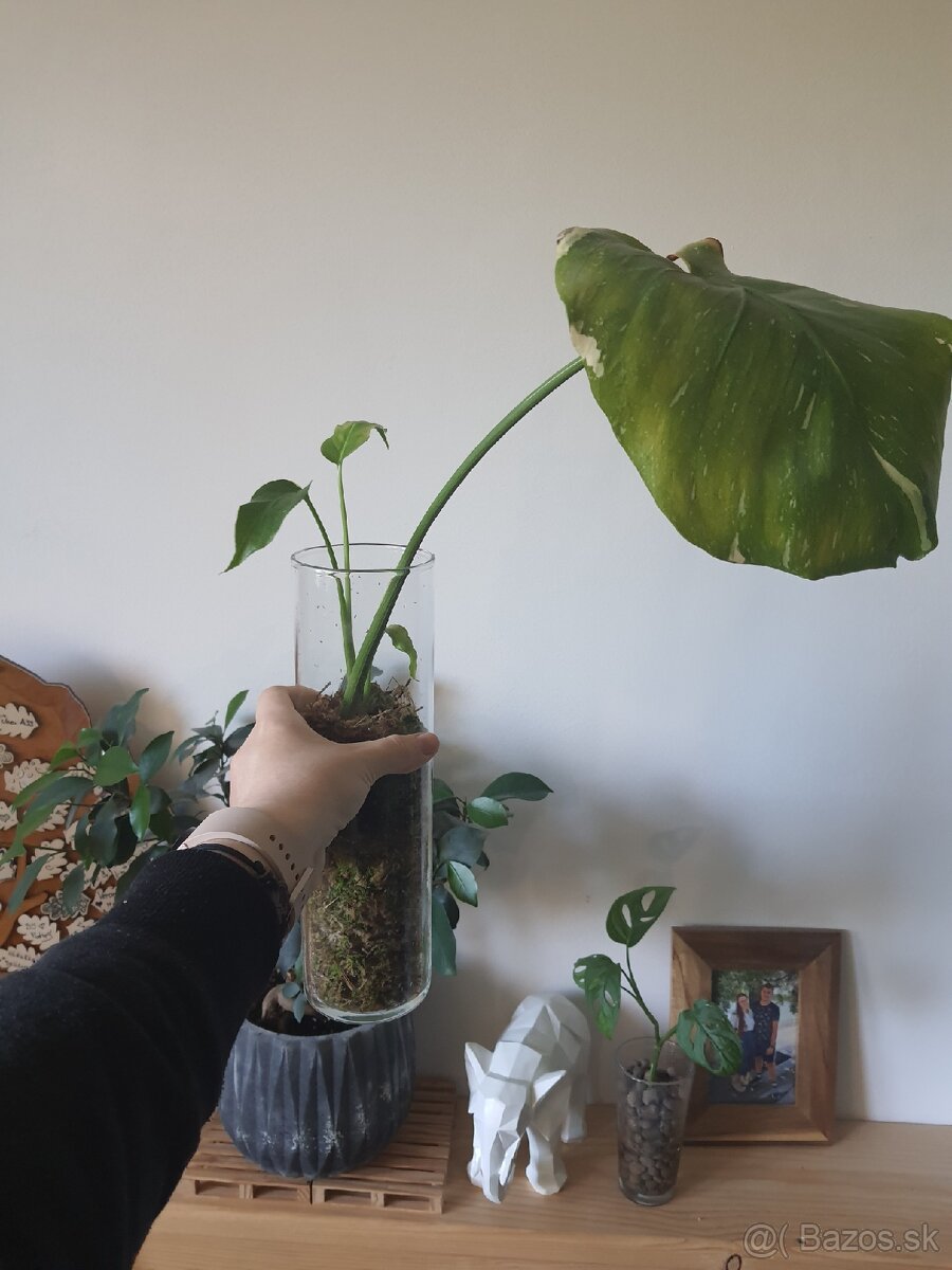 Odrezky monstera thai constellation