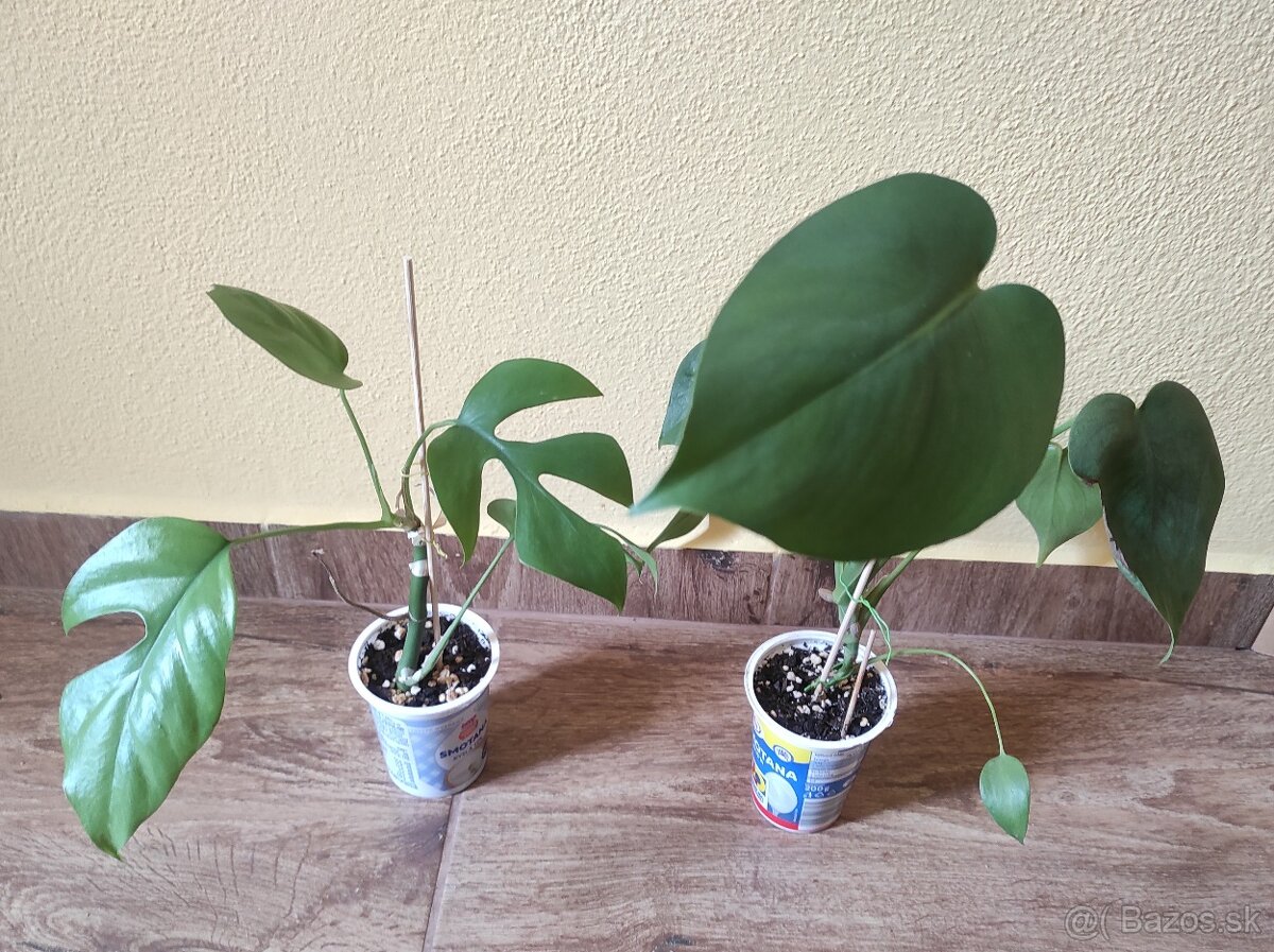 MONSTERA
