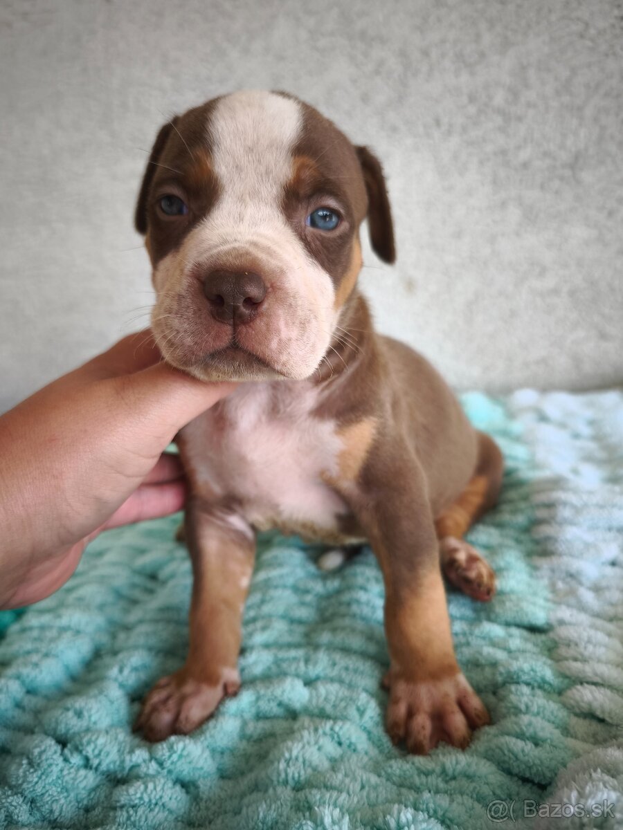 American Bully štandard bez PP