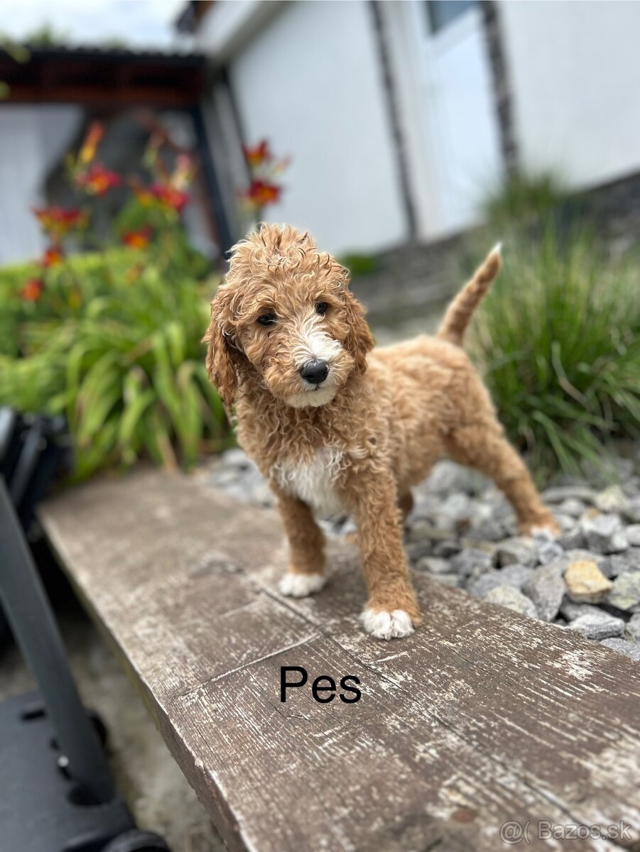 Stredný pudel šteniatka bez PP