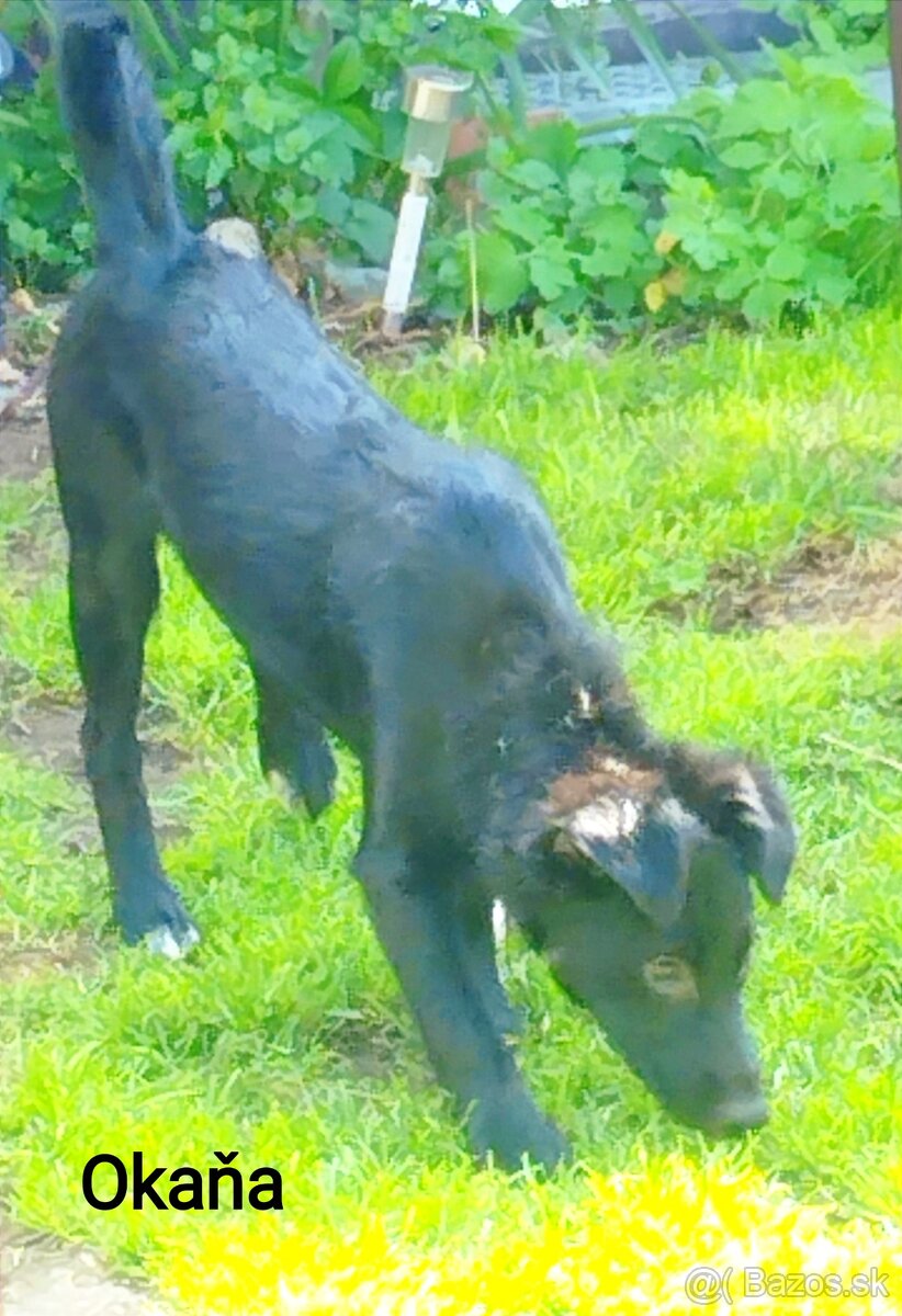 🐶Veľká radosť, malá starosť🐶