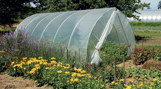 Agrofólia na fóliovník