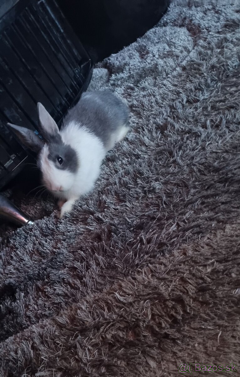 Predám zakrslé králiky