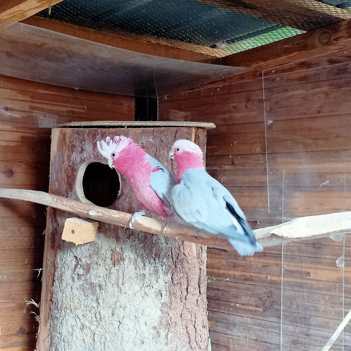 Kakadu ružovy