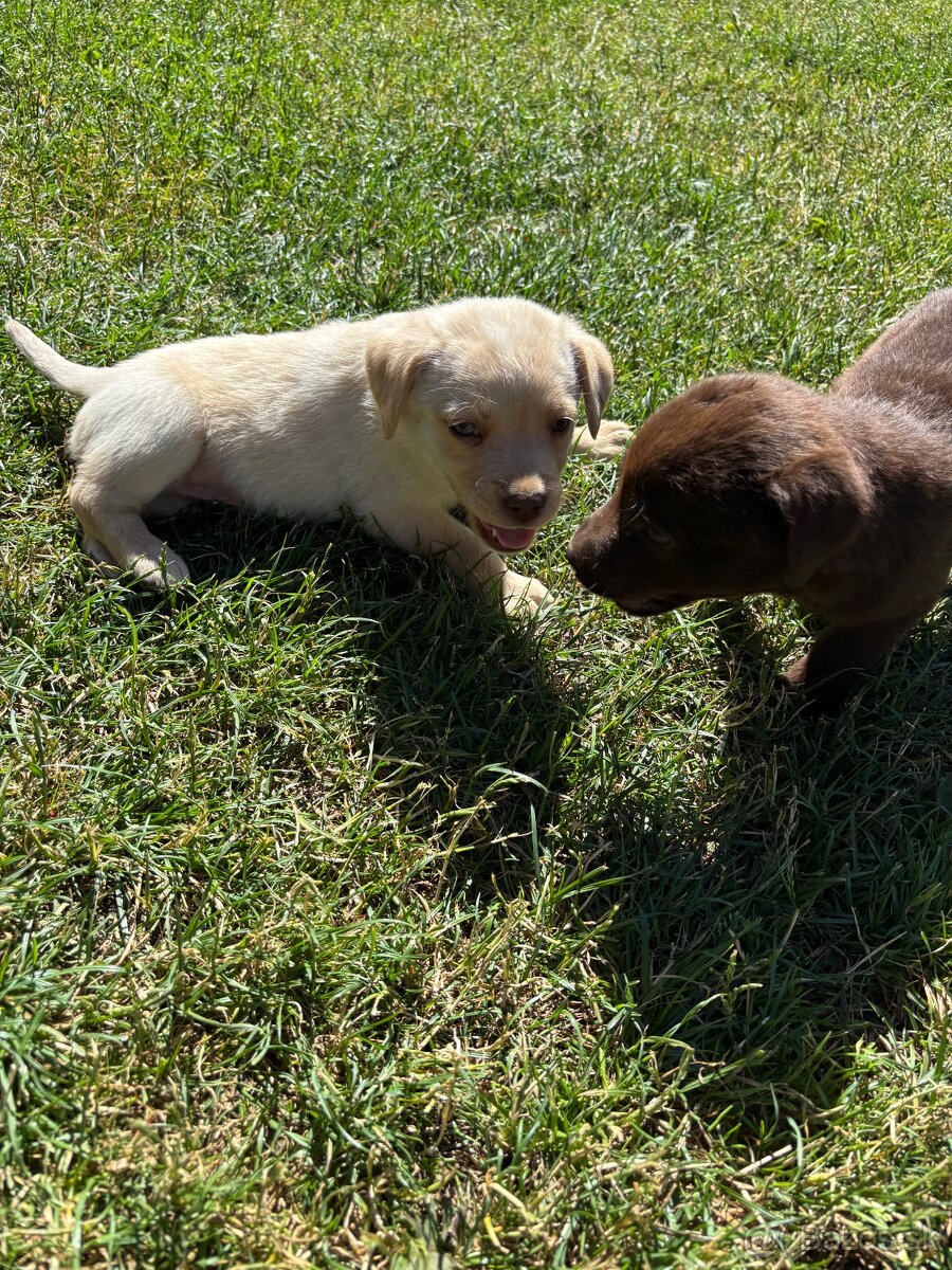 Predám nečistokrvneho labradora odber možný hneď