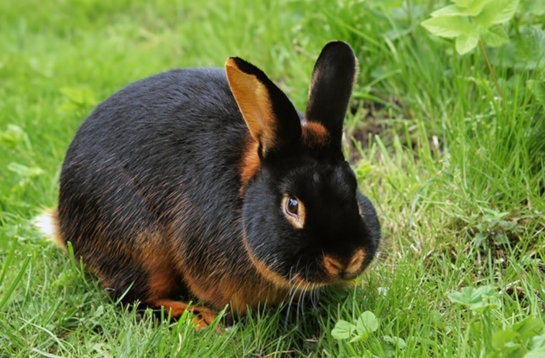 Zajac 🐰