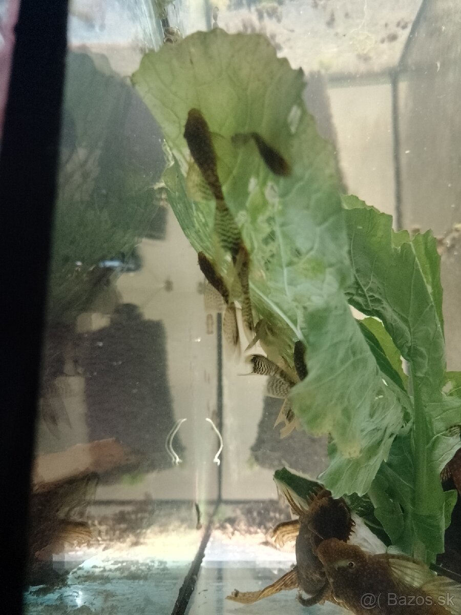 Ancistrus long fin, prisavník závojnatý.