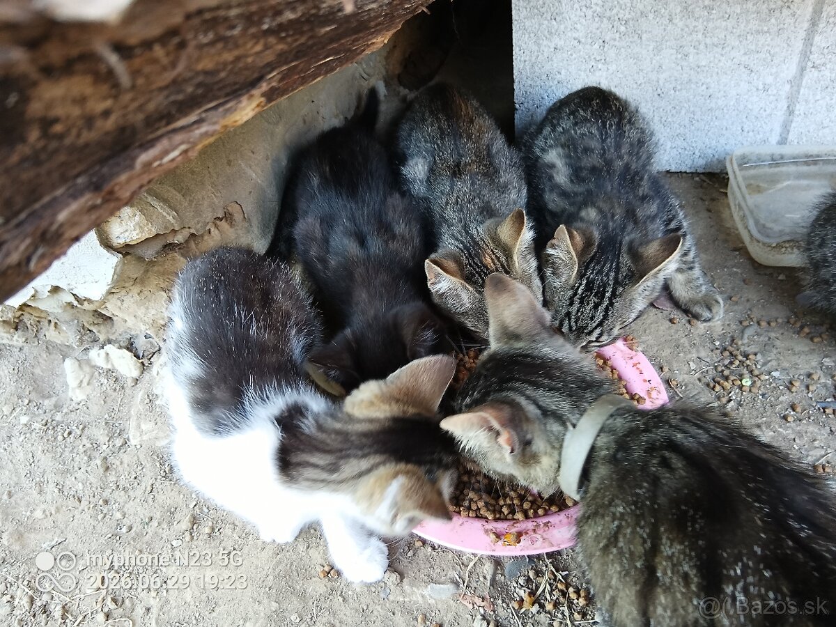 Chlpaté roztomilé lapače myší- mačiatka