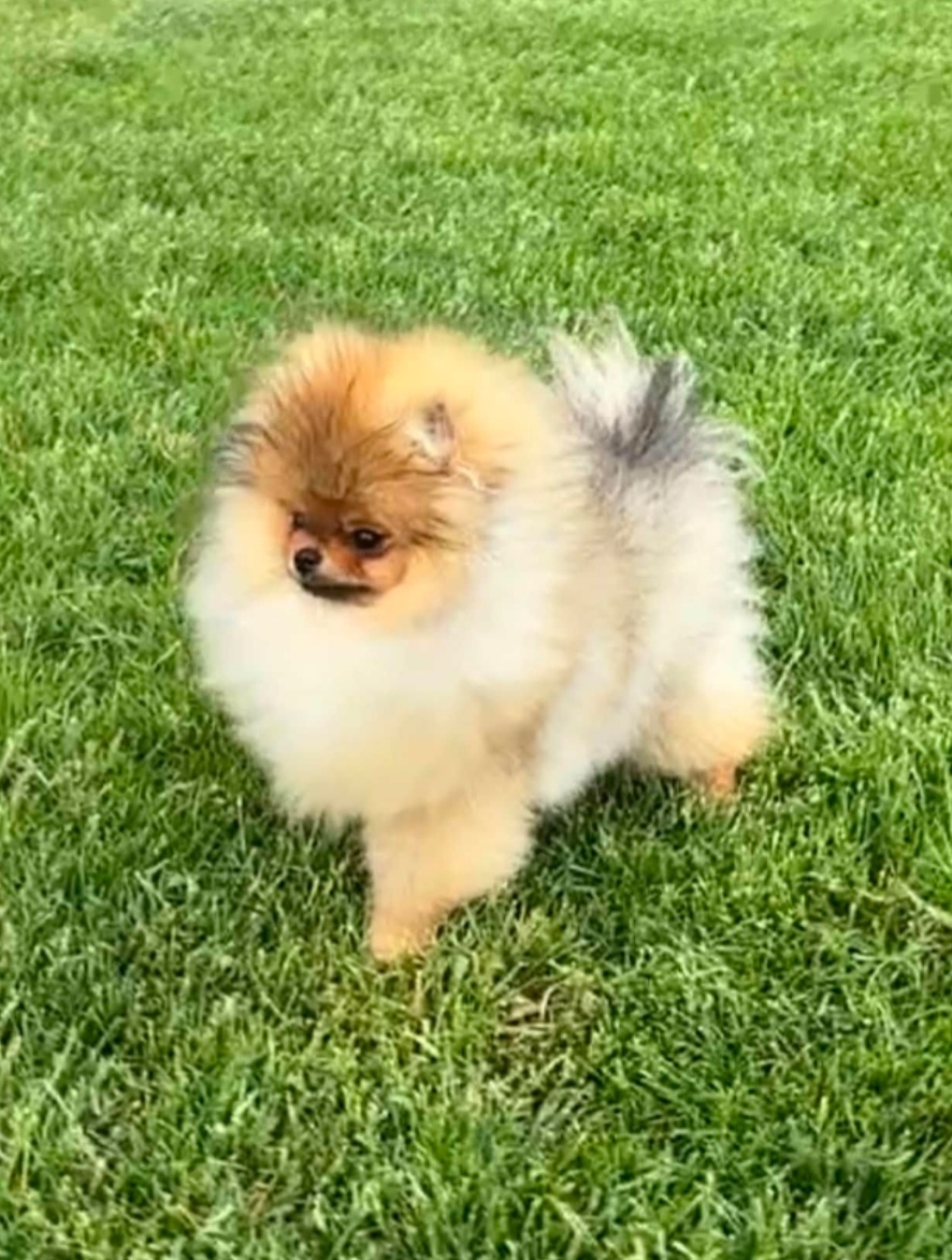 Pomeranian