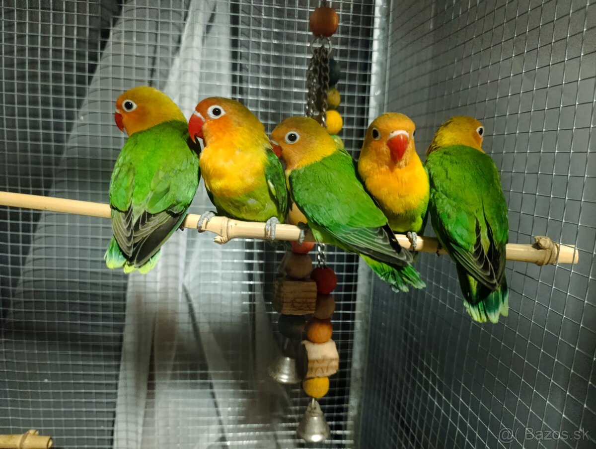 Agapornis Fischer