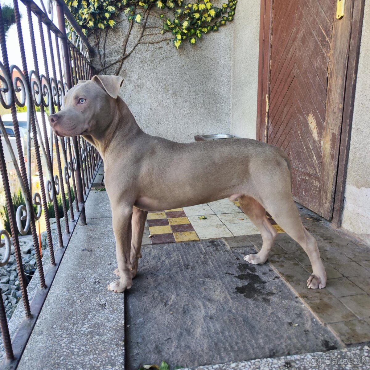 Americký pitbulterier pitbul pitbull silver lilac rare Topp