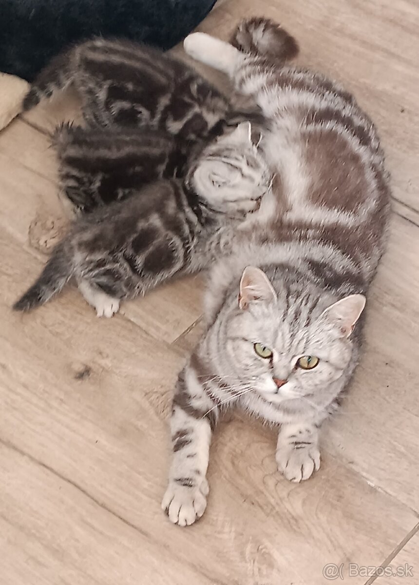 Britské Whiskas mačiatka