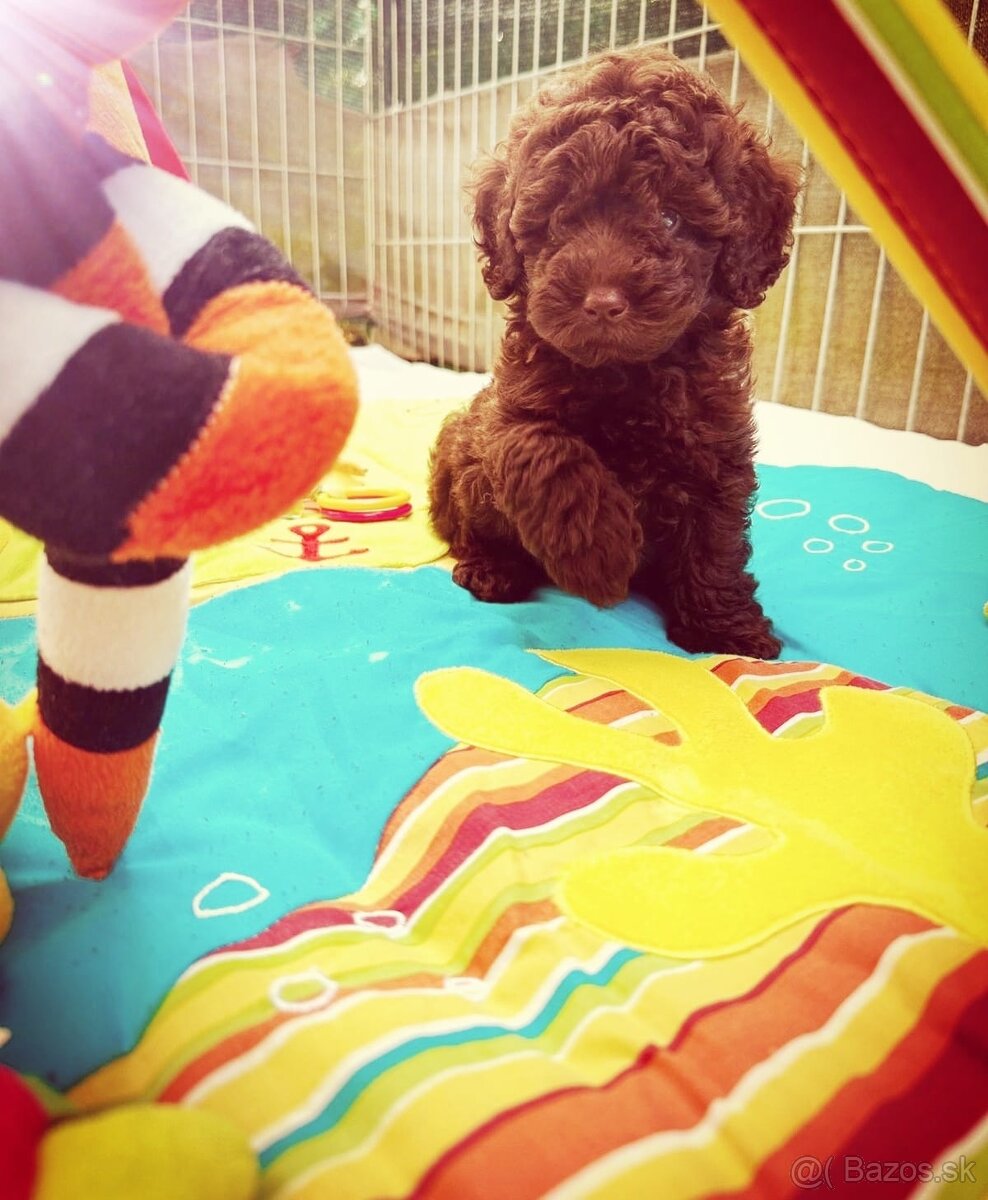 Pudel toy fenka chocolate