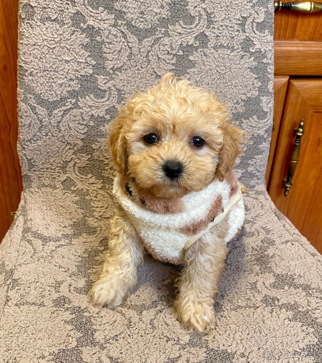 Maltipoo boys male
