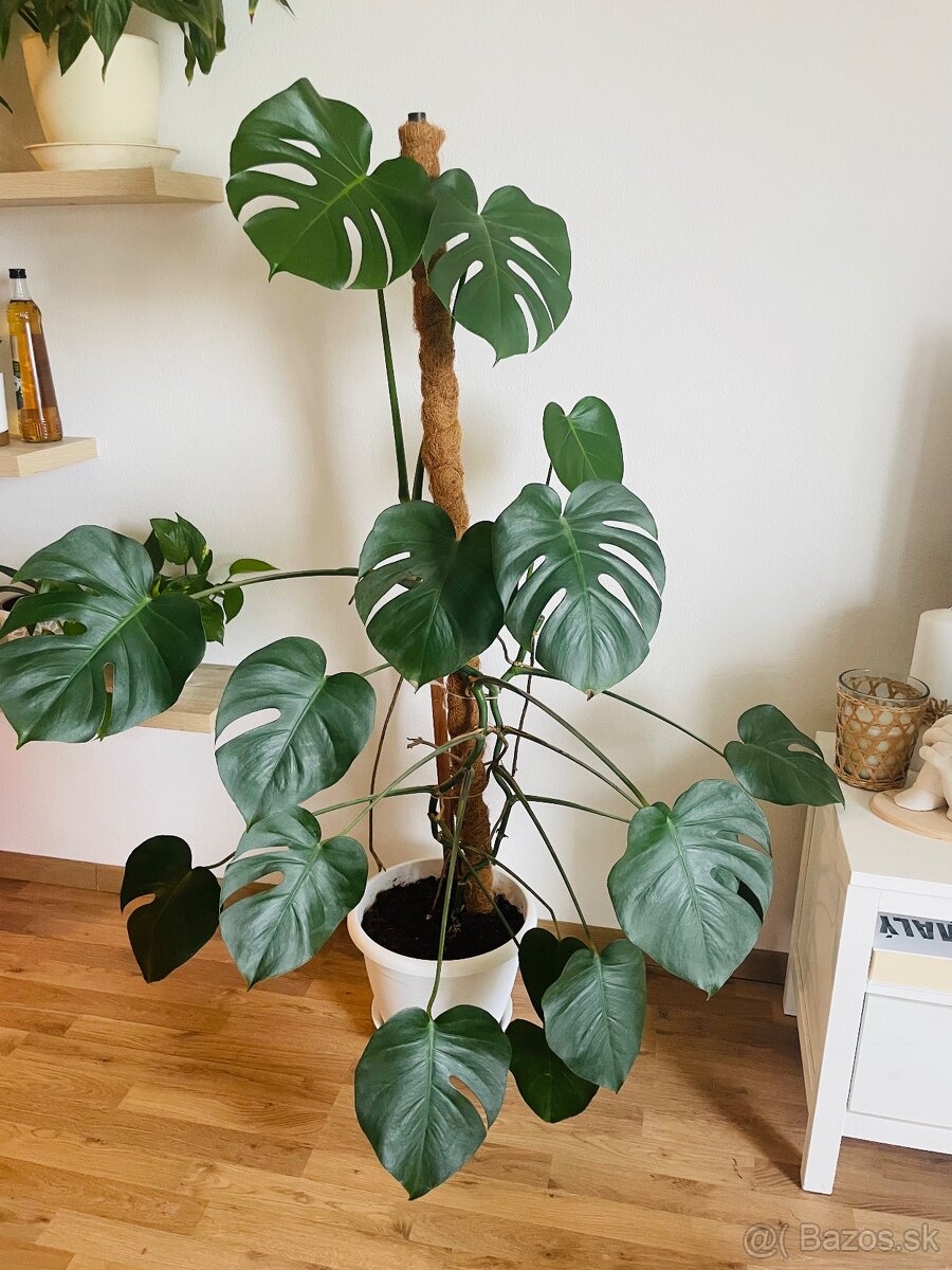Monstera