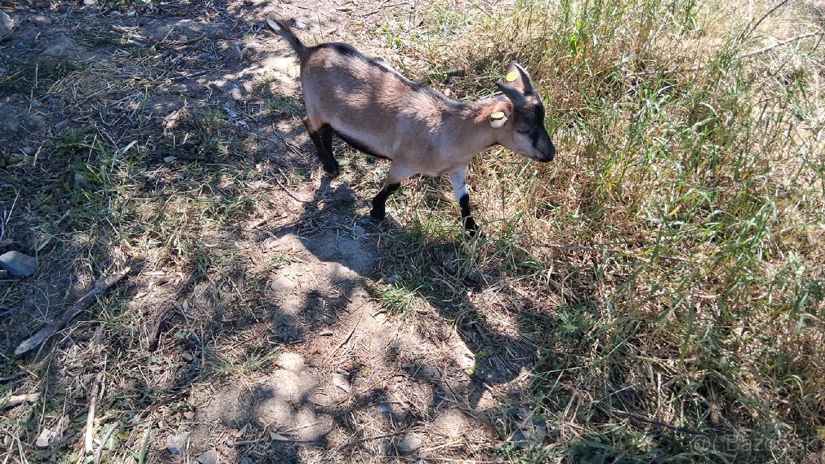 Mini kozy