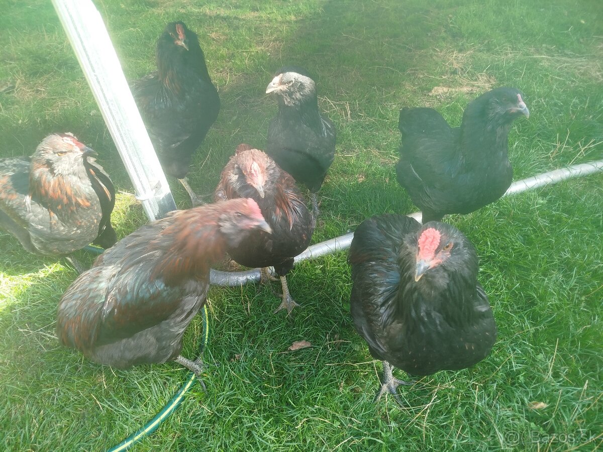 Kohút Araucana