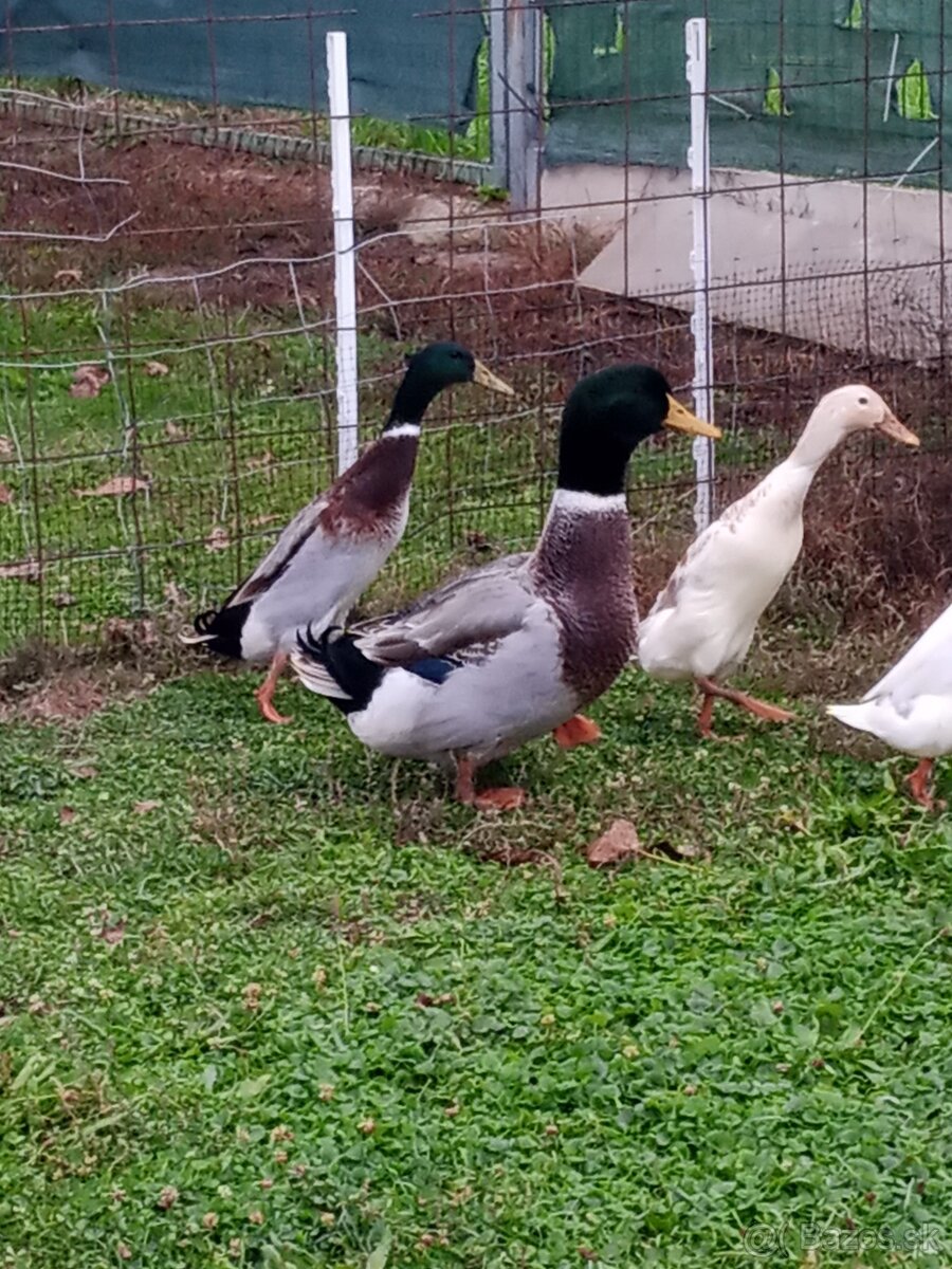 Predám kačera