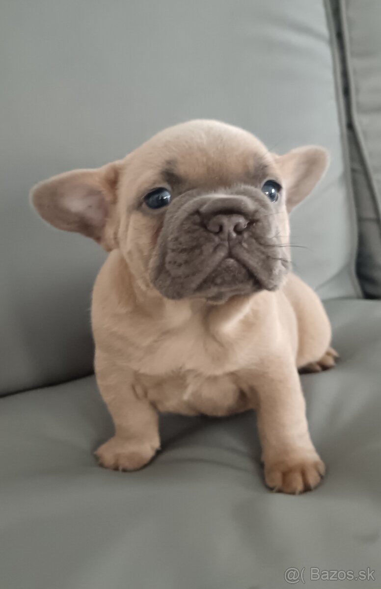 Francúzsky buldoček
