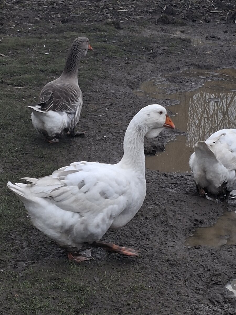Predám tulúzske husi a gunare