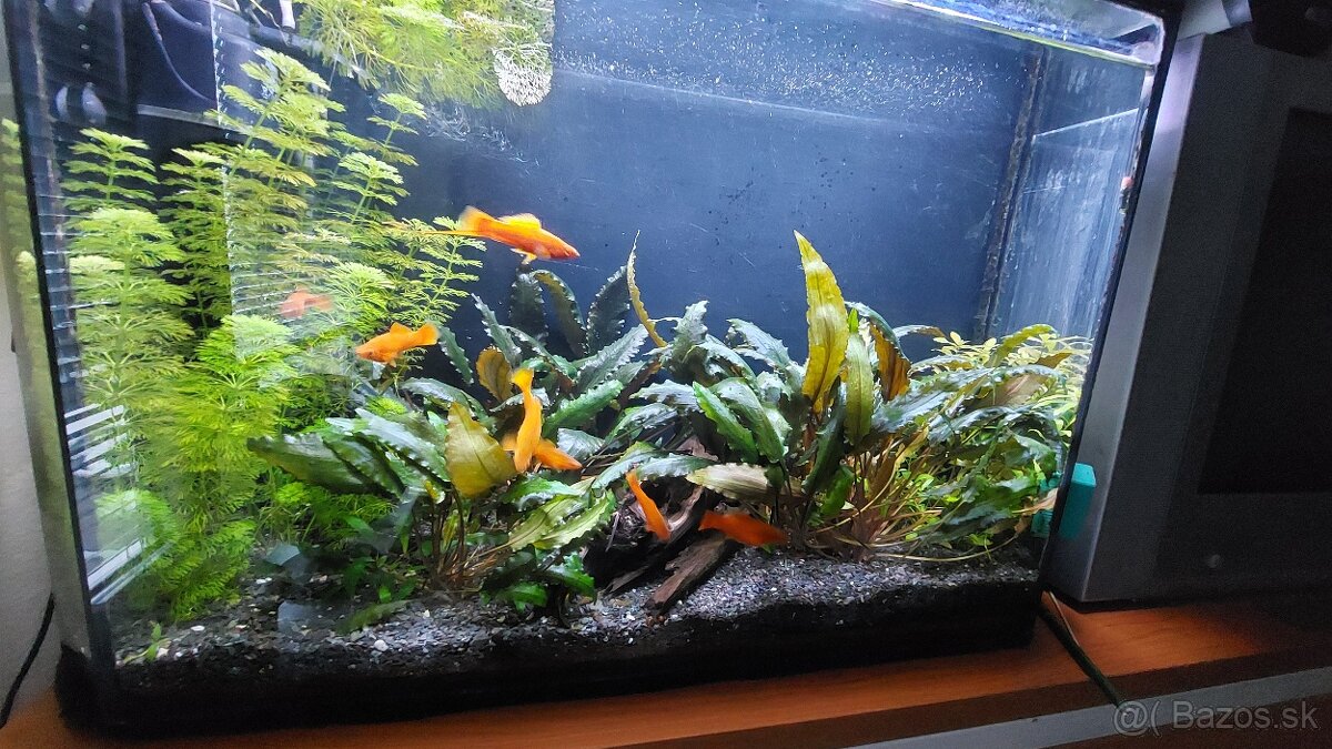 mečúň mexický xiphophorus helleri