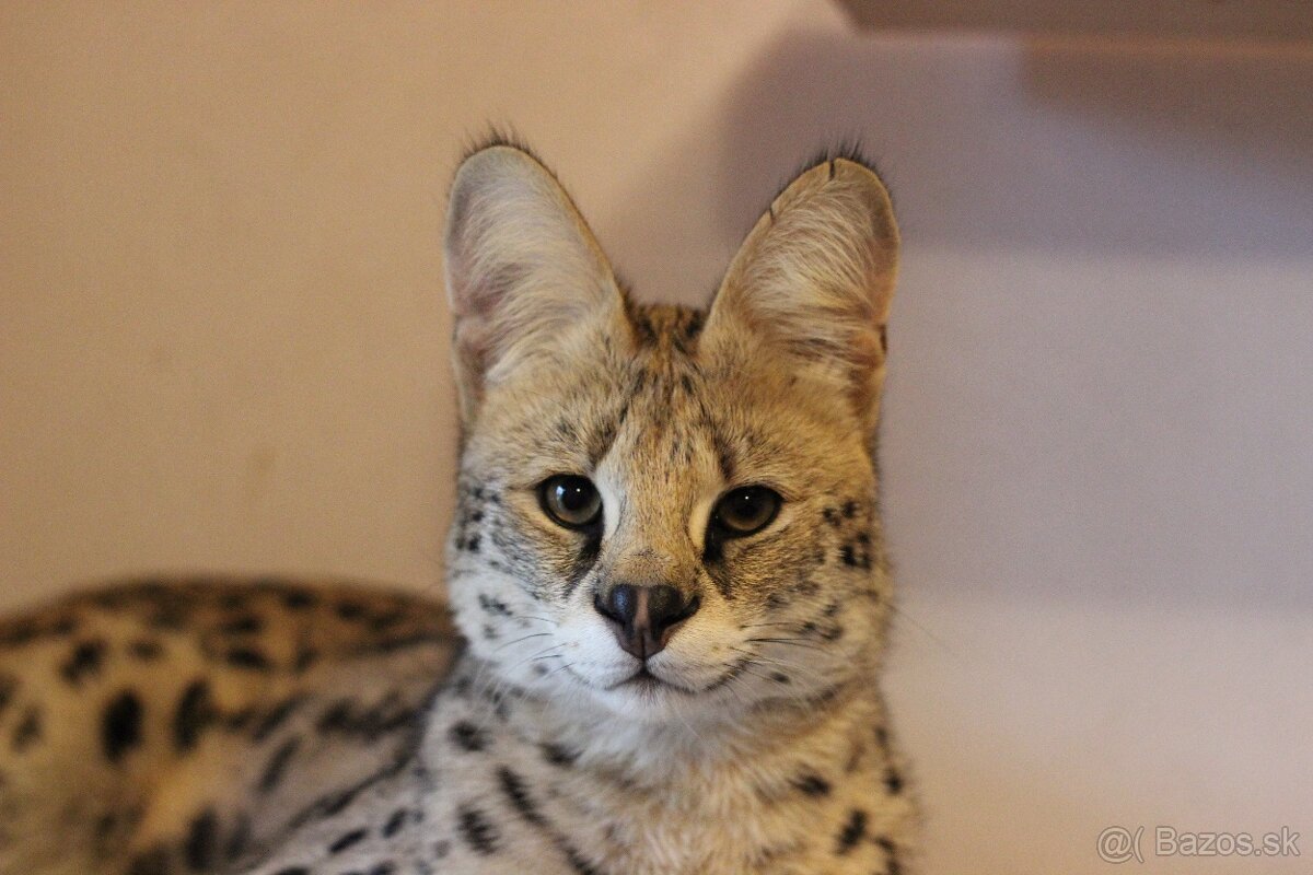 Serval stepny