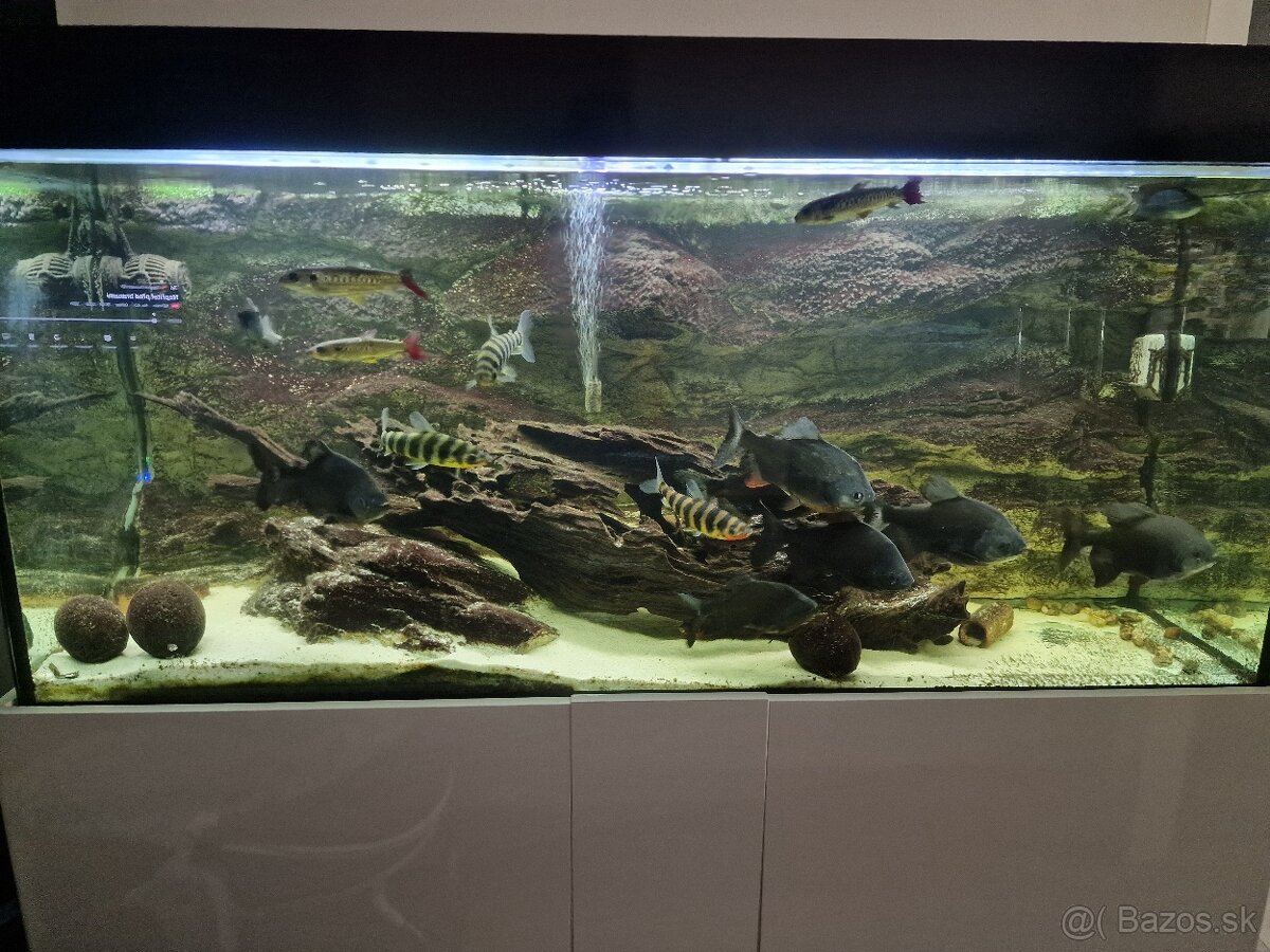 Amazon pirana rastlinozrava
