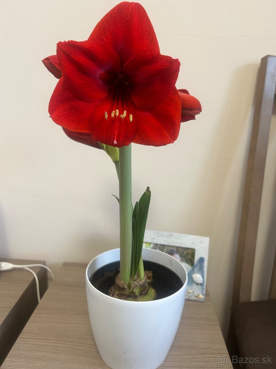 Rozkvitnute kvety Amaryllis