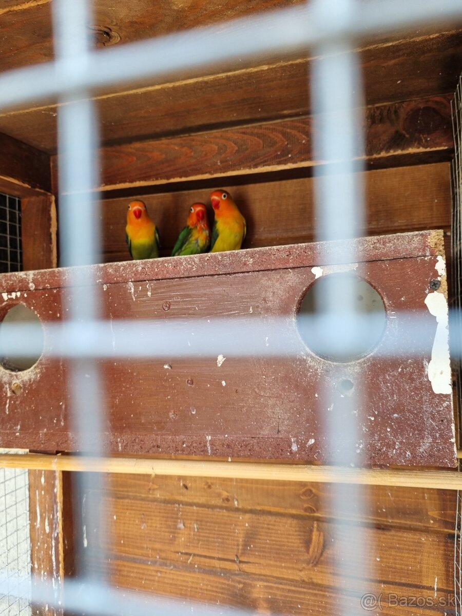 Agapornis