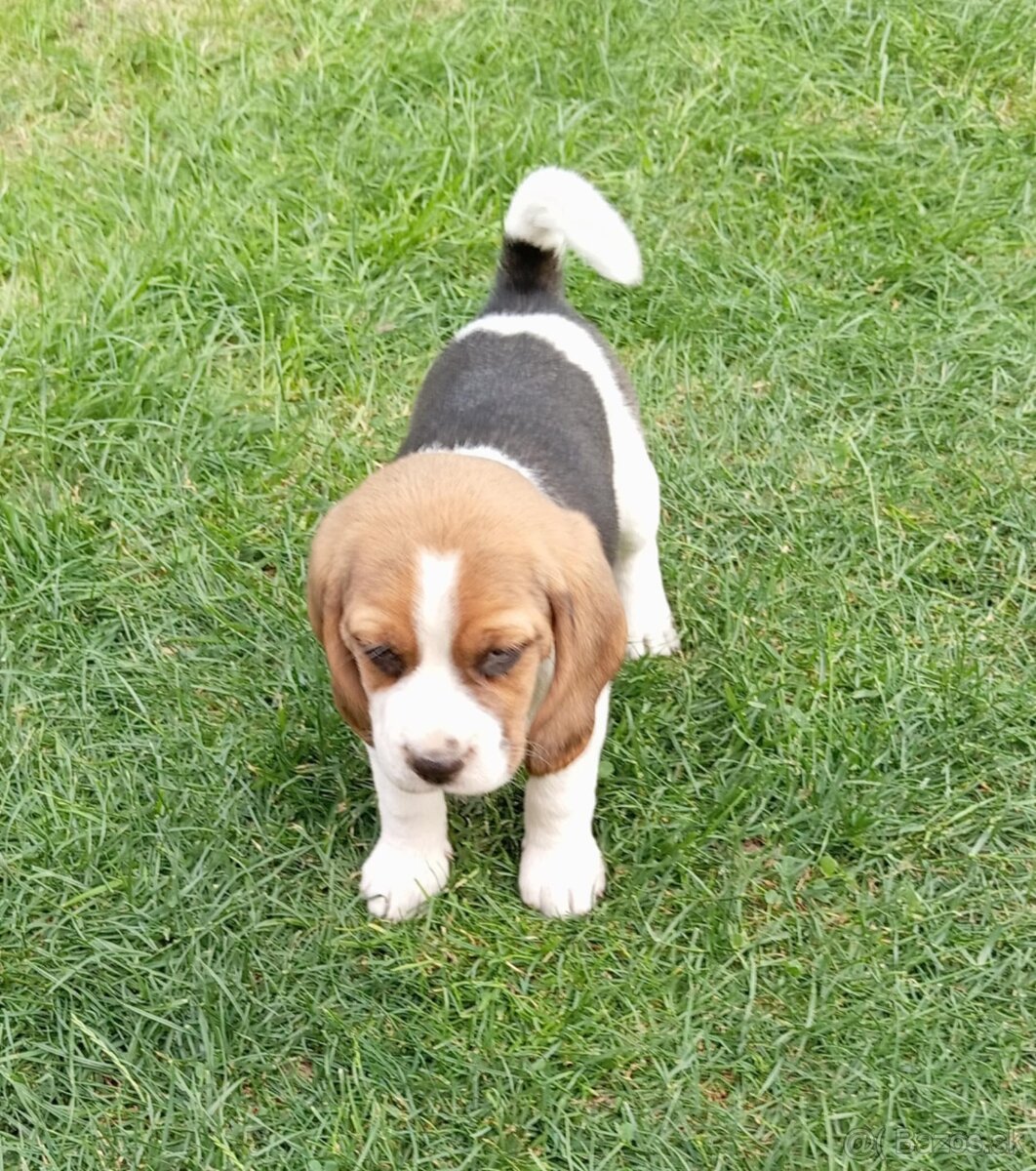 Predaj Beagle Tricolor