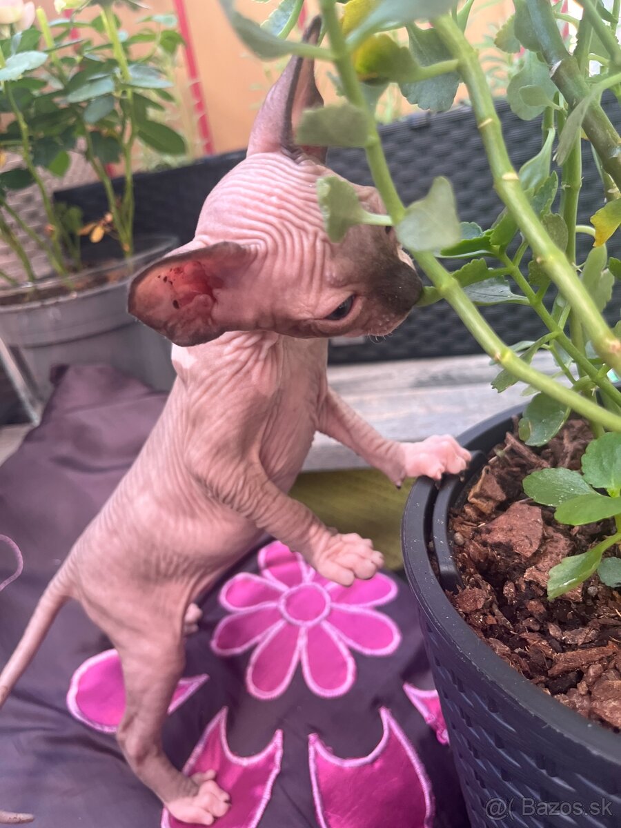 Mačička sphynx