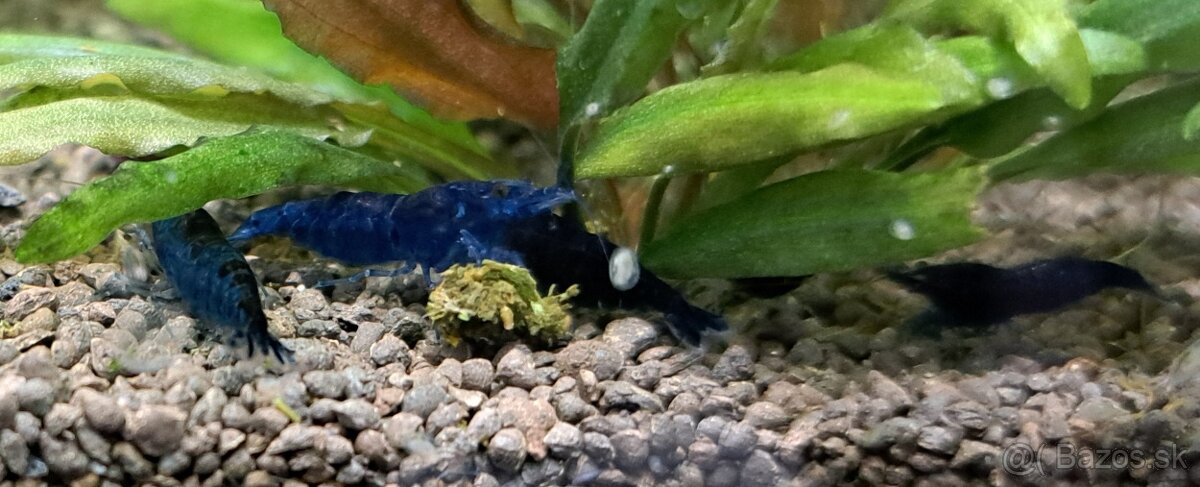 Krmivo pre 🦐 a 🐌