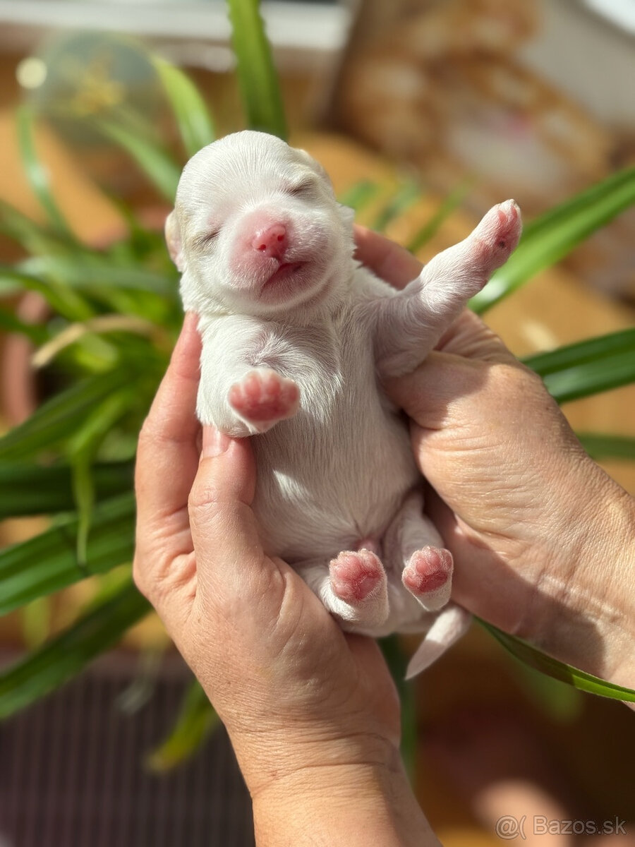 Havanský psík s PP