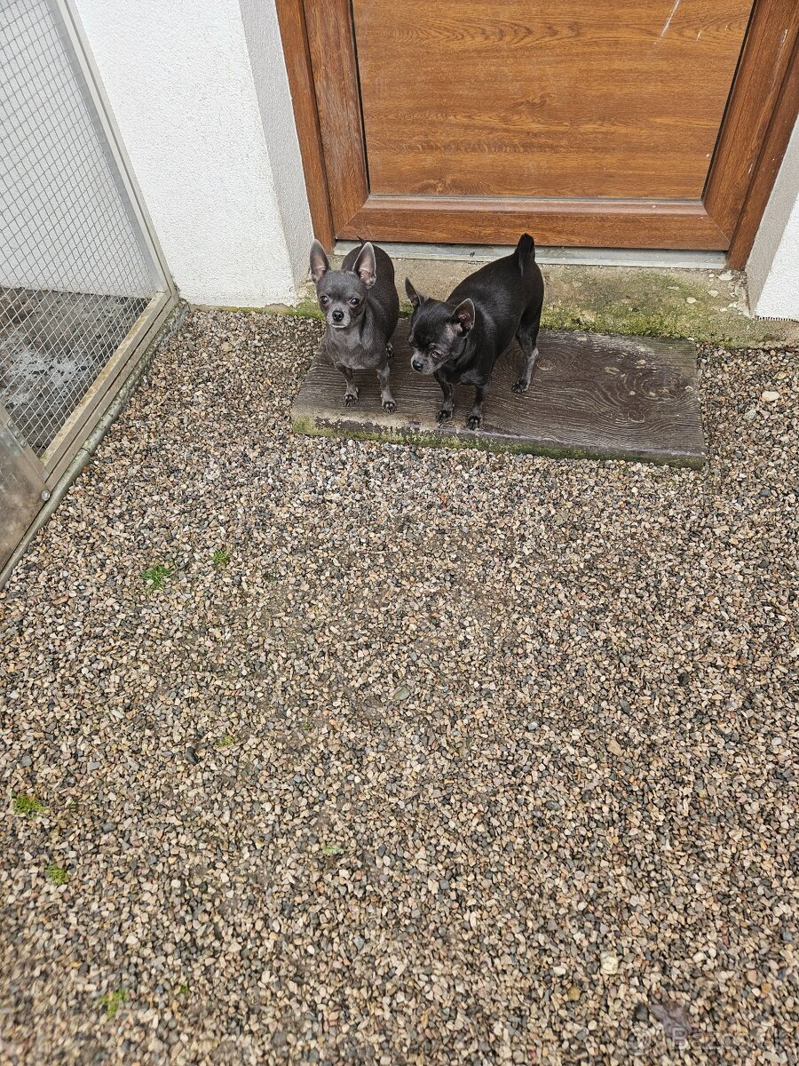 Čivava krátkosrstá