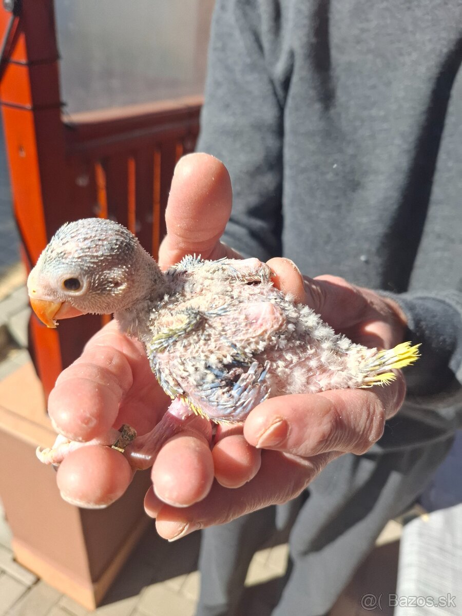 Alexander malý hlava chvost