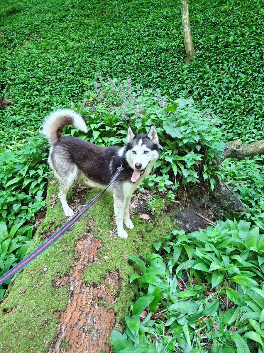 Sibírsky husky