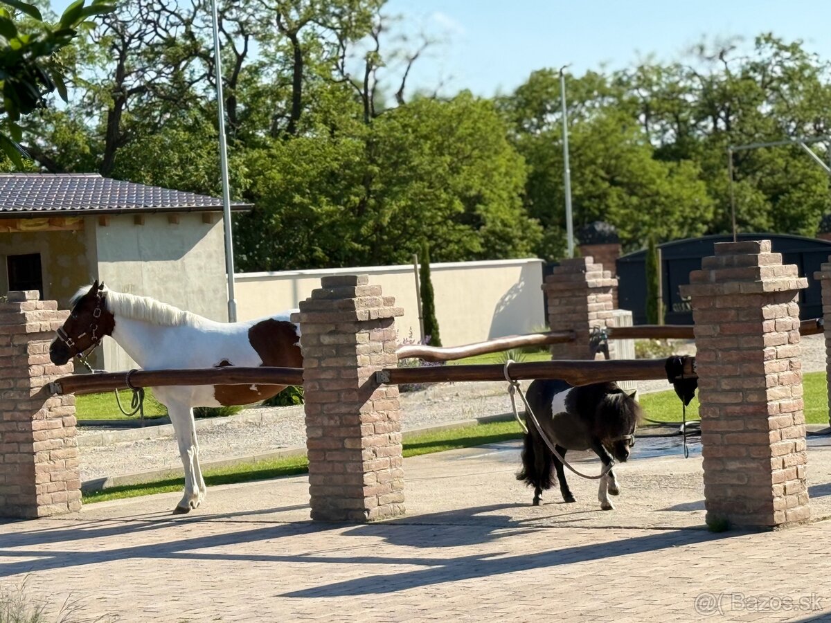 Ponúkame brigádu pri koňoch