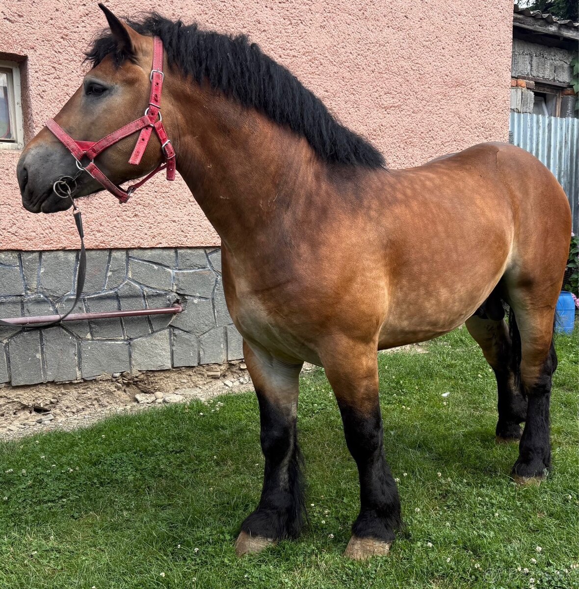 Tažny žrebec 3r. S PP