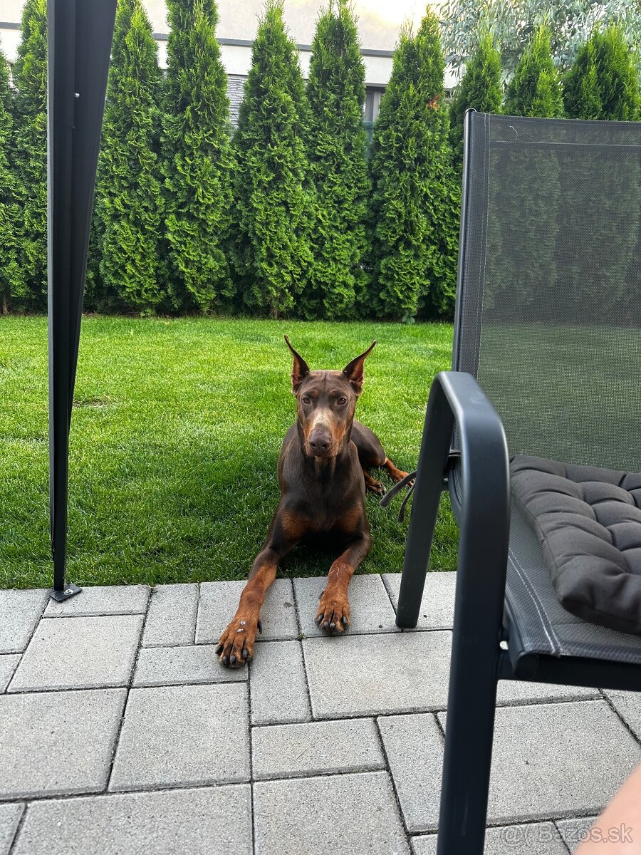 Darujem dobermana